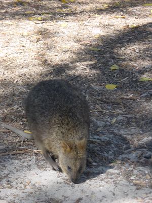 Quokka on Rottnest Island, Western Australia
