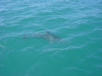 Dolphins near Rockingham, Western Australia
