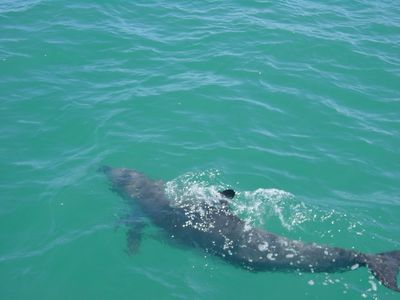 Dolphins near Rockingham, Western Australia
