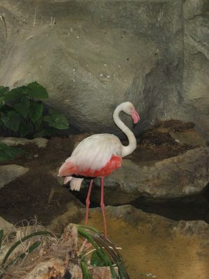 Flamingo at Underwater World, Langkawi
