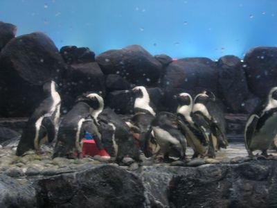 Penguins  at Underwater World, Langkawi
