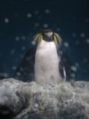 Rockhopper penguin at Underwater World, Langkawi
