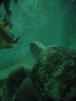 Diver feeding a turtle at Underwater World, Langkawi
