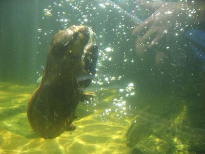 Feeding time for the otters at Underwater World, Langkawi
