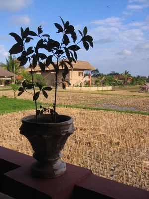 Rice paddies near Ubud
Taken from the Tropical View Cafe
