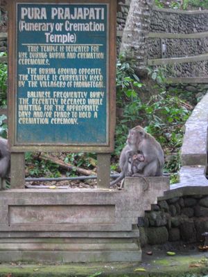 Monkey in the Monkey Forest, Ubud
