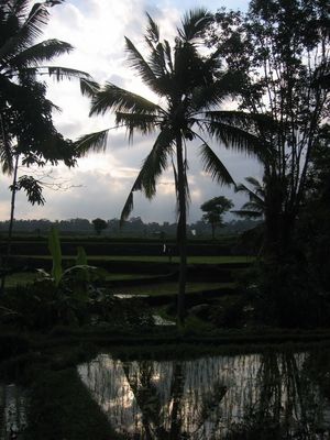 View of fields, Ubud
