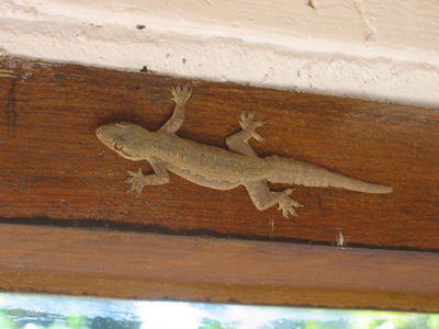 Gecko in Ubud
