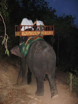 Following an elephant down from Phnom Bakheng
