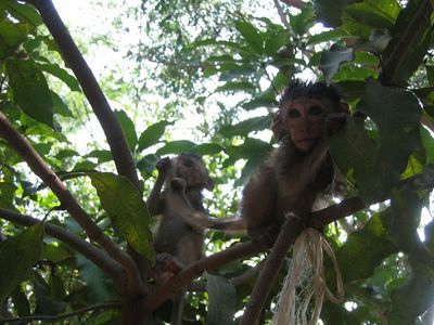 A pair of baby monkeys who took a shine to Vic
