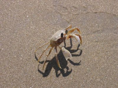 Crab on Mandrem beach, Goa
