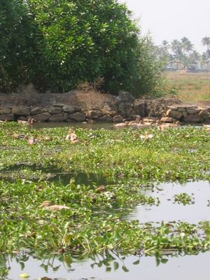 Water Hyacinth on backwaters of Kerala
