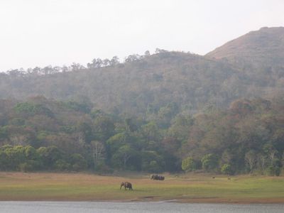 Elephants at Periyar
