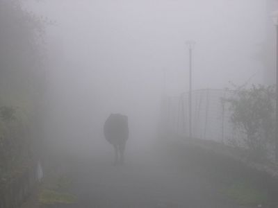 Cow in the mist, Kodaikanal, Tamil Nadu
