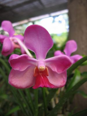 Orchid at the Royal Botanical Gardens, Kandy
