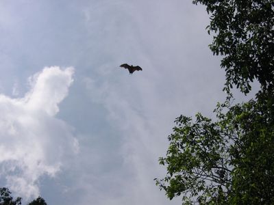 Fruit Bat at the Royal Botanical Gardens, Kandy
