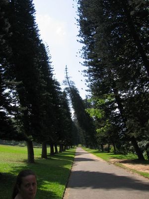 Line of leaning pines at the Royal Botanical Gardens, Kandy
