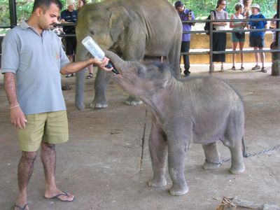 Baby elephant gets his bottle at Pinnawela Elephant Orphanage
