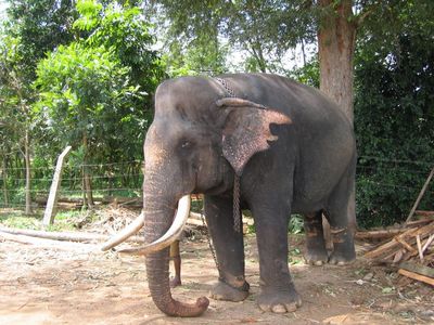 Big tusker at Pinnawela Elephant Orphanage
