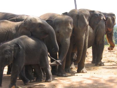 Family group at Pinnawela Elephant Orphanage
