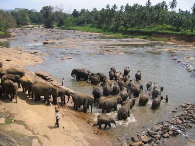 Bath time at Pinnawela Elephant Orphanage
