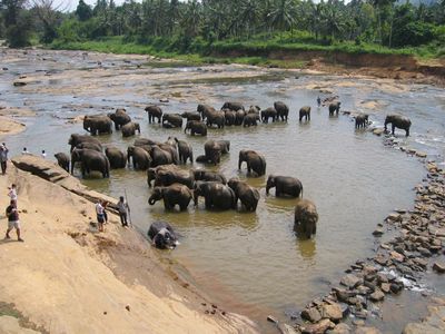 The whole herd take a dip. Pinnawela Elephant Orphanage
