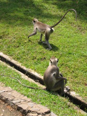 Monkeys, Polonnaruwa
