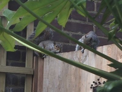 Two Squirrels in a Brixton garden
A couple of weeks after the squirrel visited, we had a pair come into the garden to inspect the neighbour's cat, who was lying asleep in the garden.
