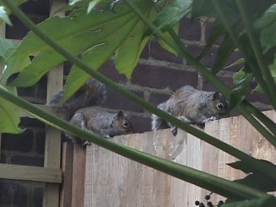 Another picture of the squirrels in Brixton
