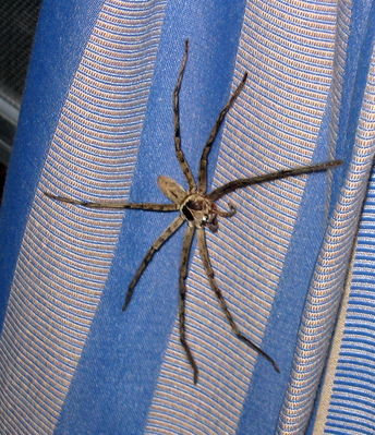 Huge spider on the curtains in our bungalow
