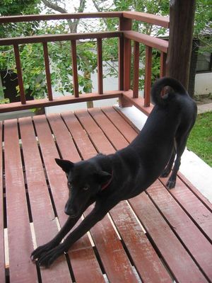 Oki, the dog which adopted us at Sarikantang.
She loves hotdog sausages from 7-11, and omelettes, but doesn't like pancakes or chips.
Here she is in her favourite yoga pose.
