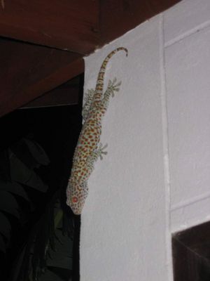 Tokay (large gecko) on our bungalow, Koh Phangan
