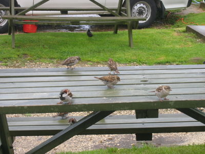 Sparrows at Waitomo, New Zealand
We gave them our leftover bread and they seemed quite pleased
