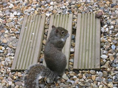 Grey Squirrel in Brixton