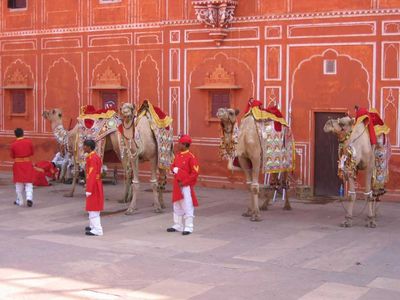 Jaipur Palace - Camels

