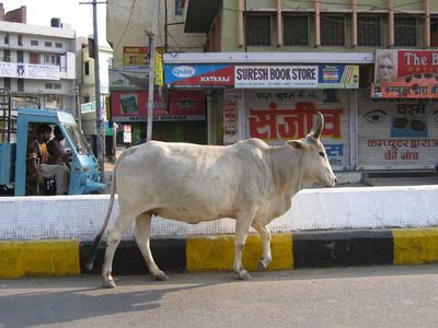 Bull on street in Udiapur
