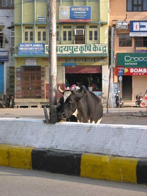 Another bull in Udaipur
