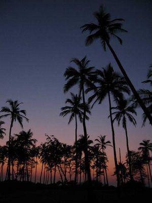 Coconut palms at sunset, Arambol, Goa
