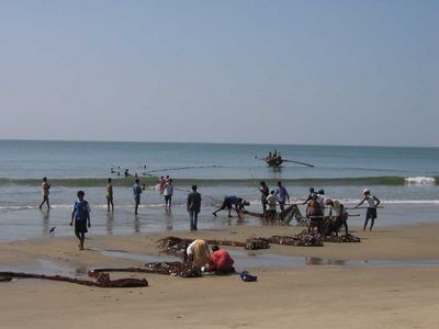 Bringing the fishing nets ashore, Arambol, Goa
