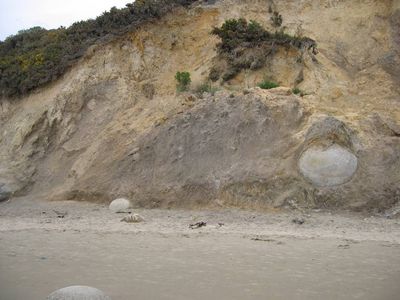 Moeraki boulders still in cliff face, NZ

