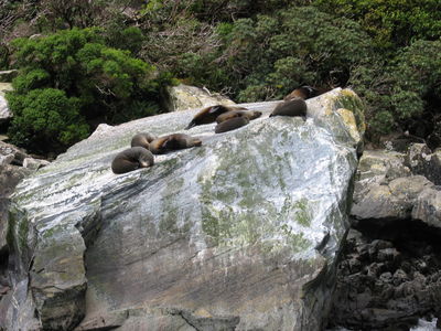New Zealand fur seals at Milford Sound
