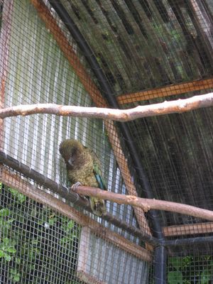 A Kea - The world's only Alpine Parrot
