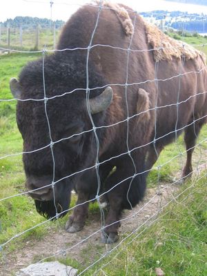 A North American Bison at Deer Park Heights
