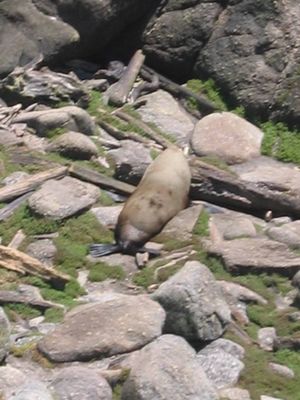 Fur seal at Tauranga Bay, Cape Foulwind
