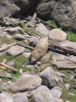 Fur seal basking at Tauranga Bay