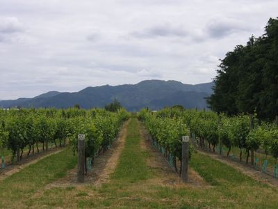Vines of the Fromm Vineyard near Blenheim, Marlborough
