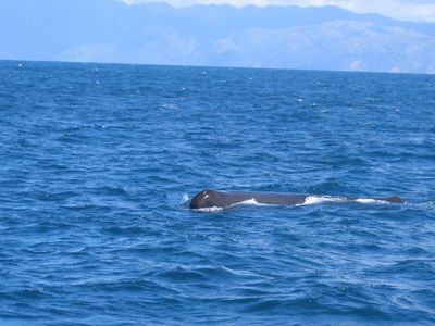 Male Sperm whale at Kaikoura

