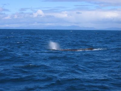 Sperm whale spouts at Kaikoura
