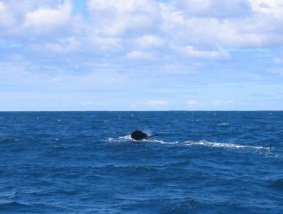 Sperm whale "high tail" at Kaikoura
