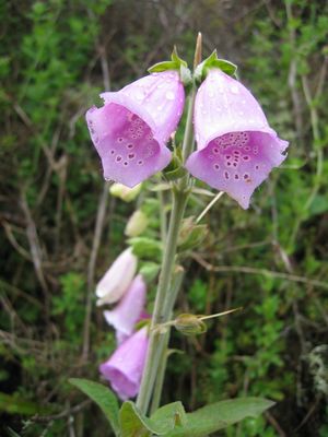 Flower, Taupo
